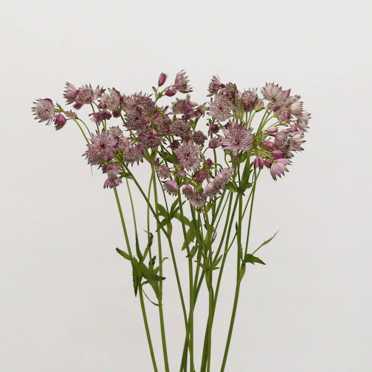 Astrantia Pink Star of Africa | Soft Romantic Blooms for DIY Floral Designs | Fleurs en Vrac MTL