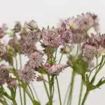 Astrantia Pink Star of Africa
