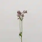 Astrantia Pink Star of Africa