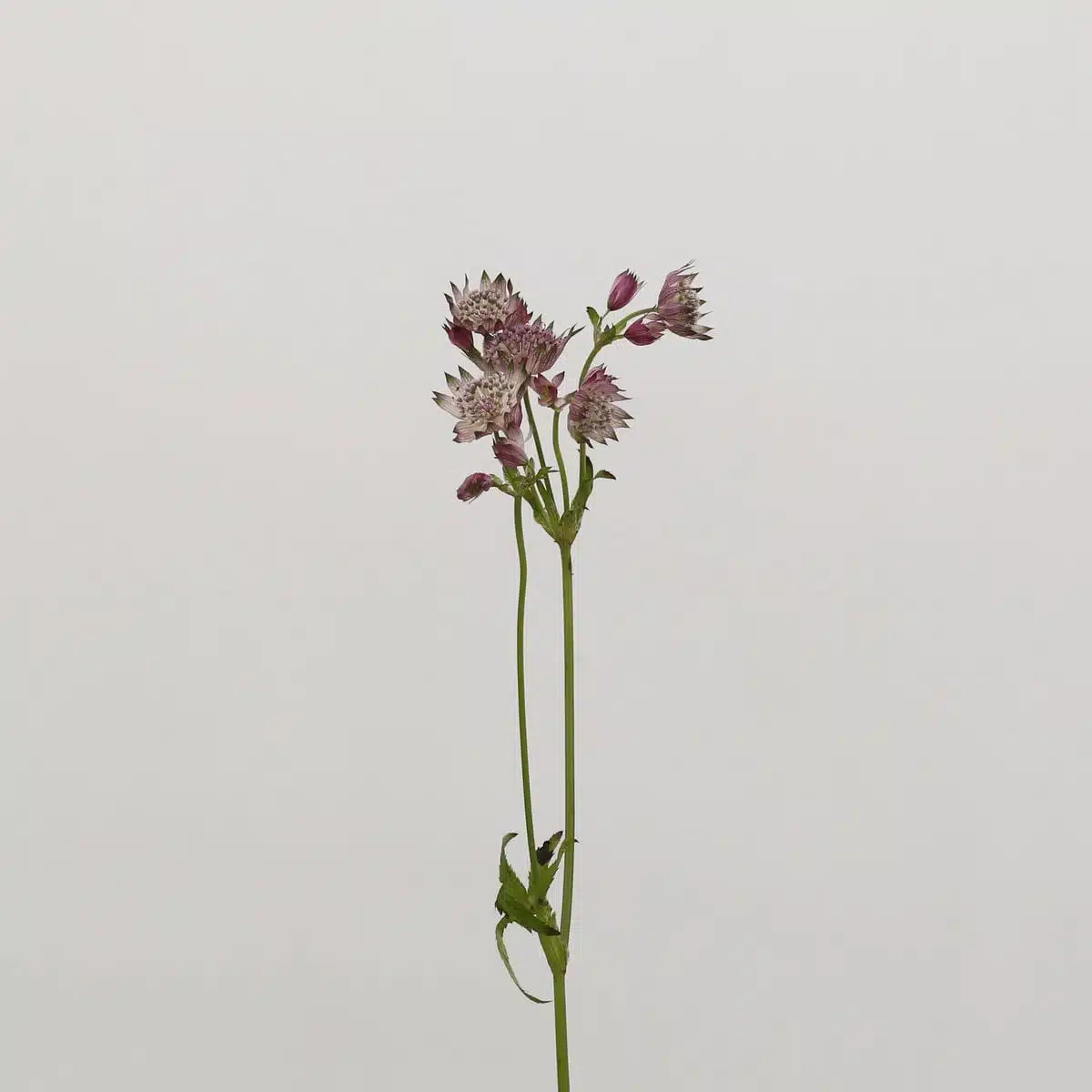 Astrantia Pink Star of Africa