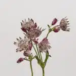 Astrantia Pink Star of Africa
