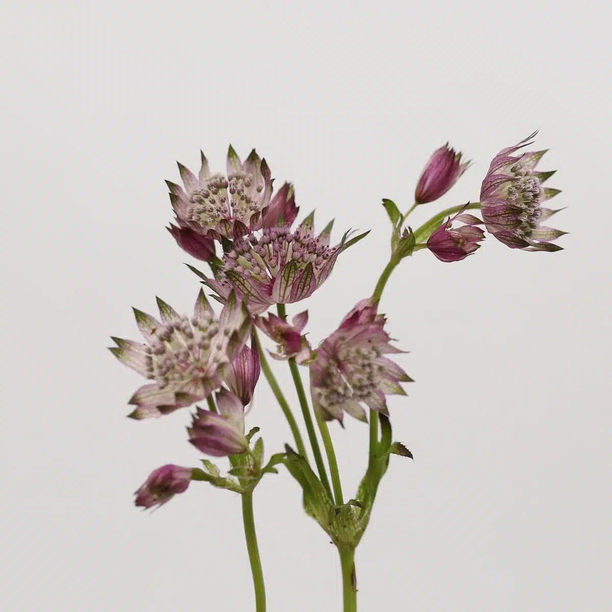 Astrantia Pink Star of Africa