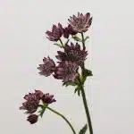 Astrantia Bourgogne
