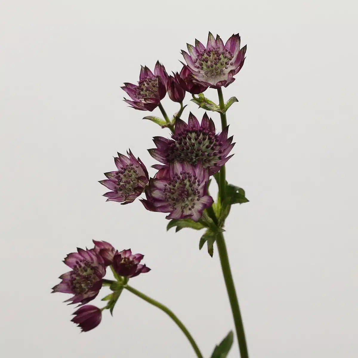 Astrantia Bourgogne