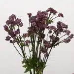 Astrantia Bourgogne
