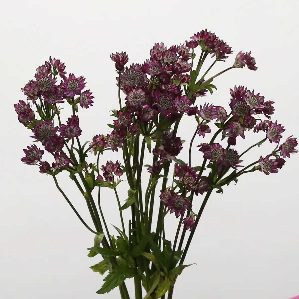 Astrantia Burgundy | Elegant Star-Shaped Blooms for DIY Floral Designs | Fleurs en Vrac MTL