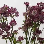 Astrantia Bourgogne