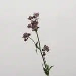 Astrantia Bourgogne