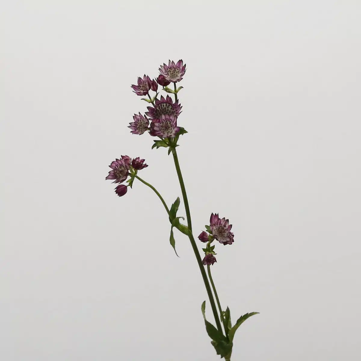 Astrantia Bourgogne