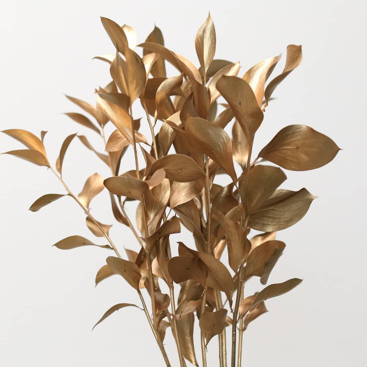 Bronze Tinted Israeli Ruscus Bunch
