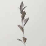 Silver Tinted Israeli Ruscus