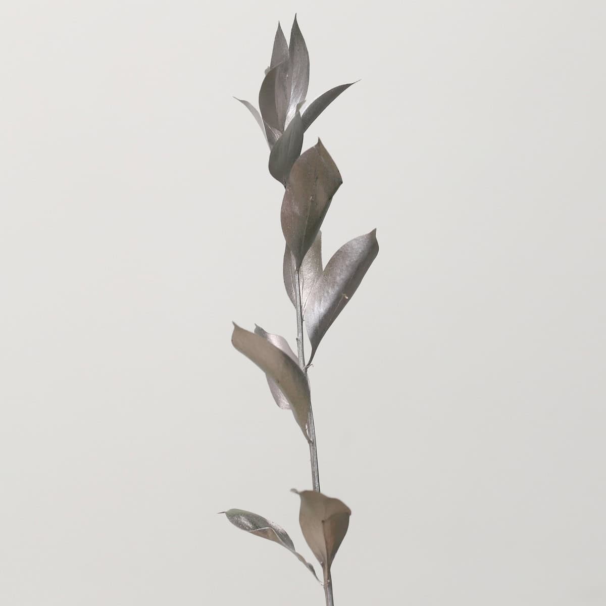 Silver Tinted Israeli Ruscus