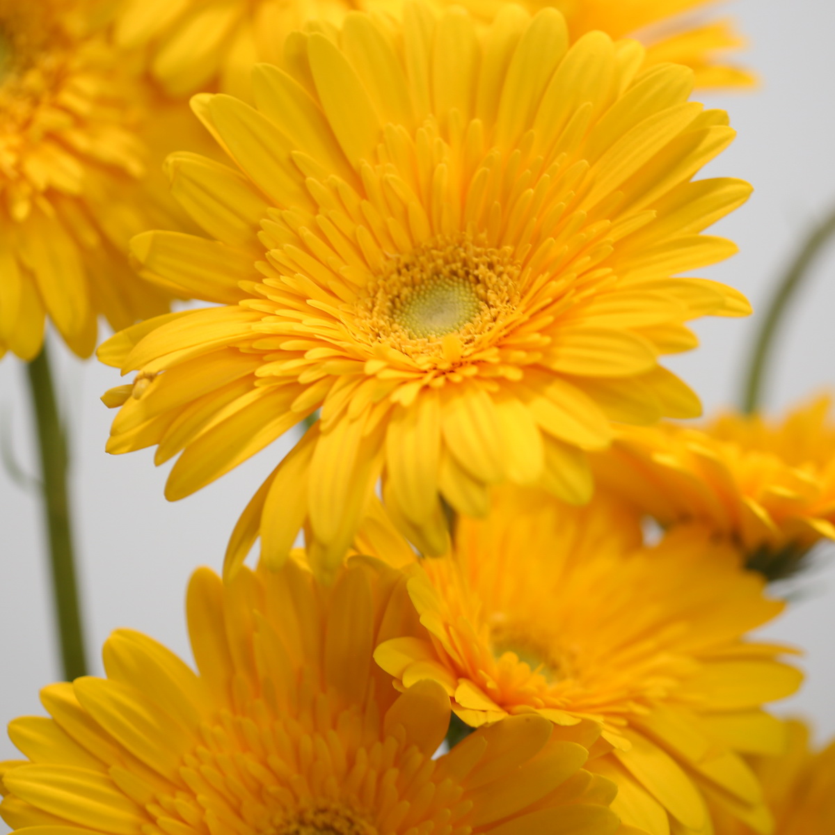 The Ultimate Guide to Buying and Caring for Bulk Flowers in Montreal for DIY Projects and Events