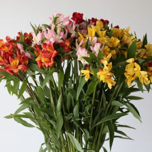 Bulk Alstromeria