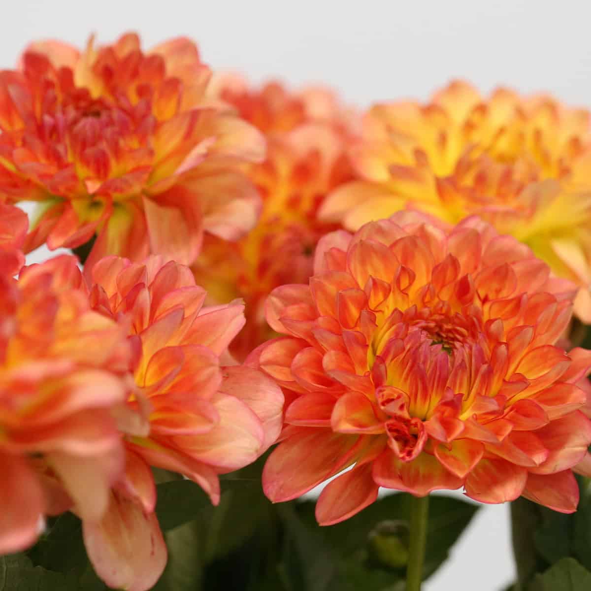 Guide Complet pour Choisir et Entretenir vos Fleurs en Vrac à Montréal : Astuces pour des Arrangements Durables et Économiques