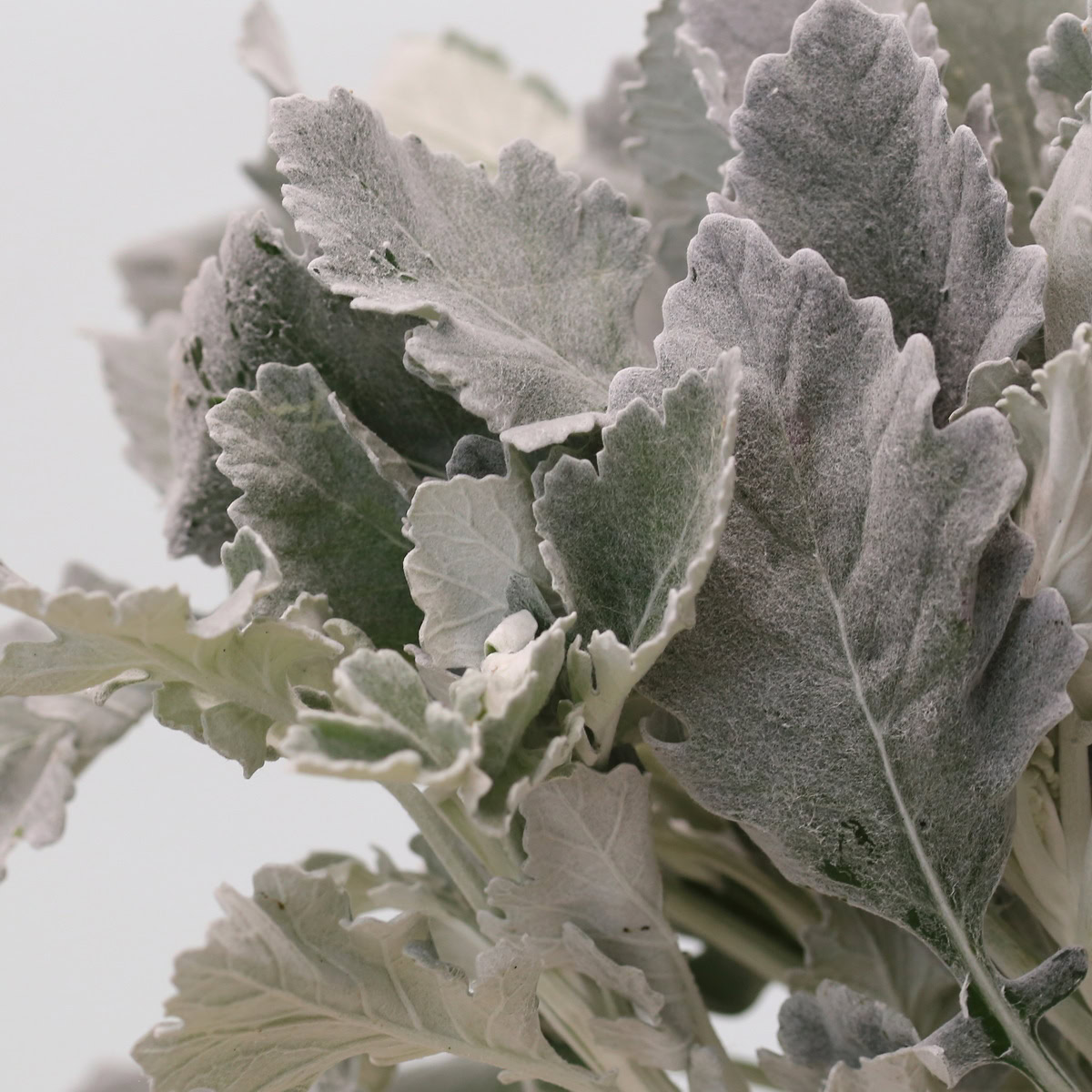 Bulk Dusty Miller silver foliage sold in 5-stem bunch with soft grey textured leaves