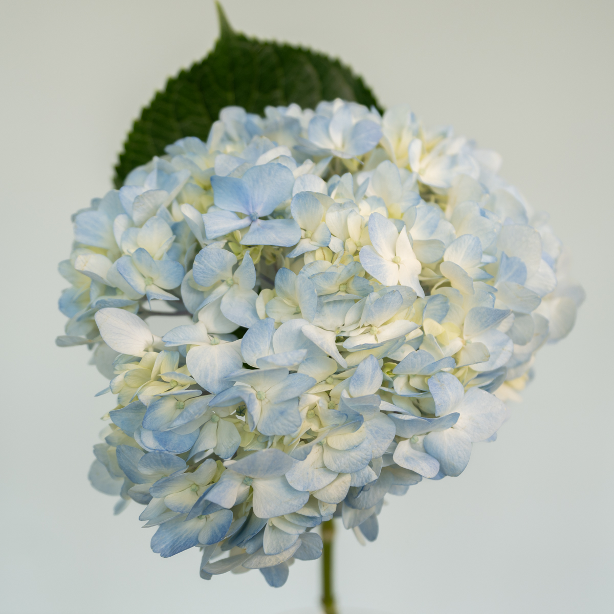 Guide complet pour optimiser votre budget floral à Montréal : acheter en vrac et créer vos propres arrangements