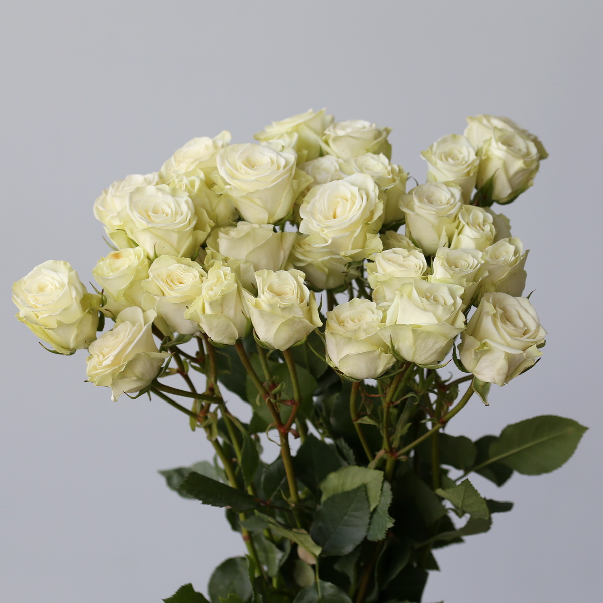 Guide inédit des fleurs en vrac à Montréal : bien choisir, bien préparer, bien créer
