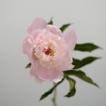 Assorted Peonies