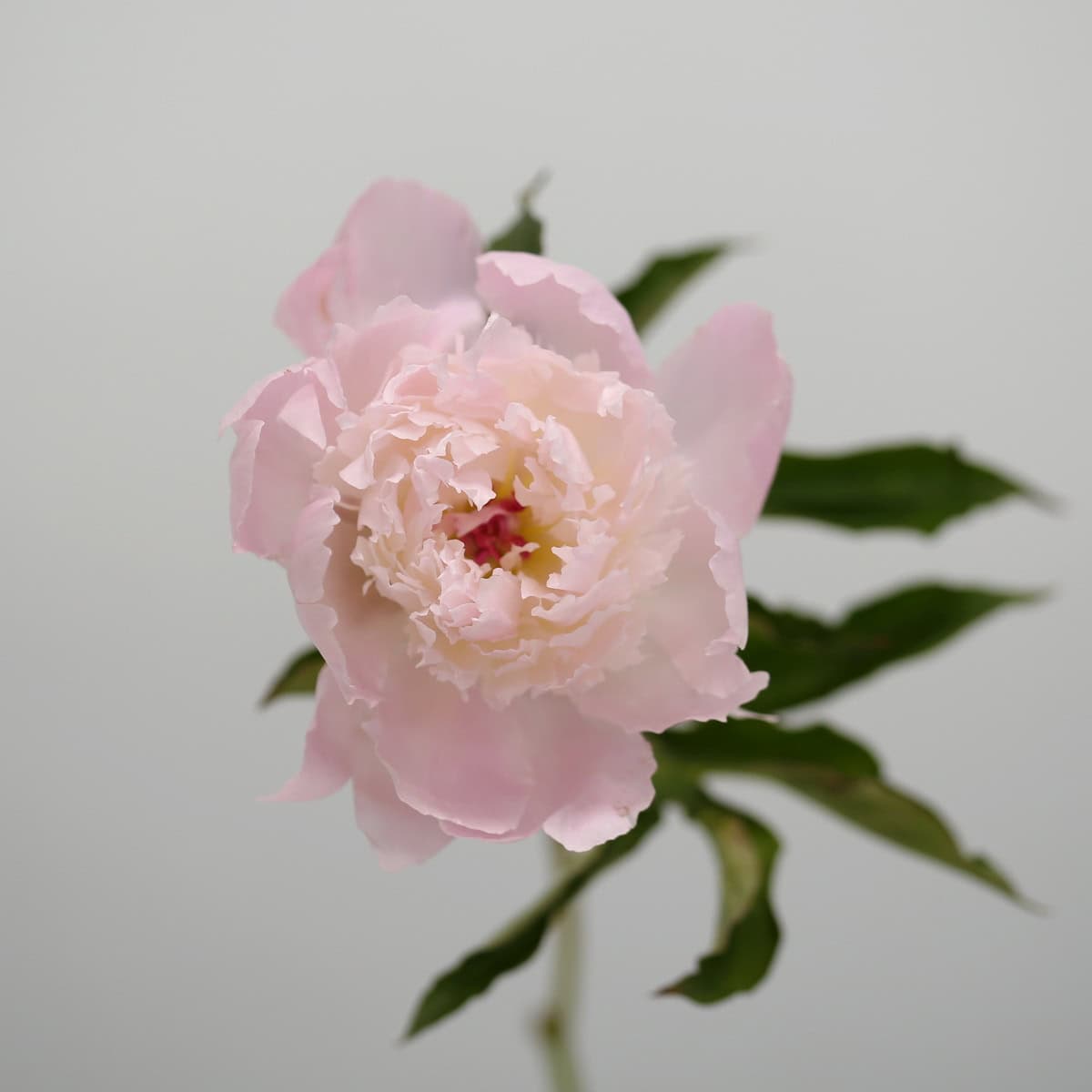 Assorted Peonies