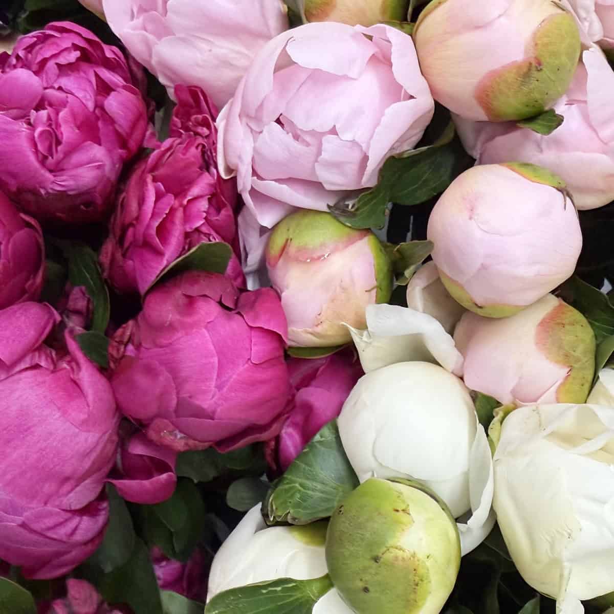 Assorted Peonies