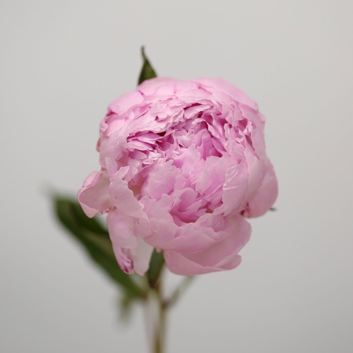 Assorted Peonies