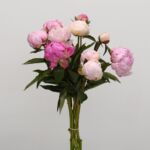 Assorted Peonies