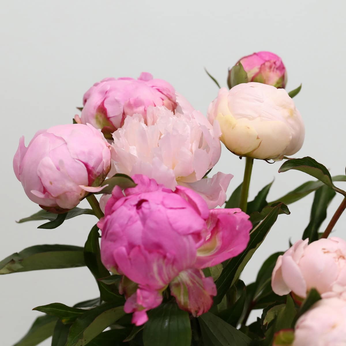 Close-up of assorted bulk peonies in blush, pink and white tones