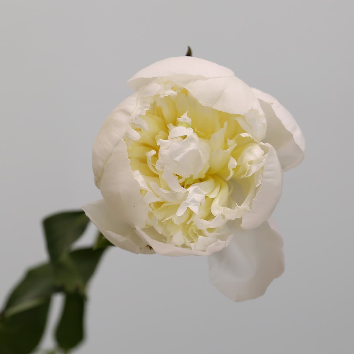 Assorted Peonies