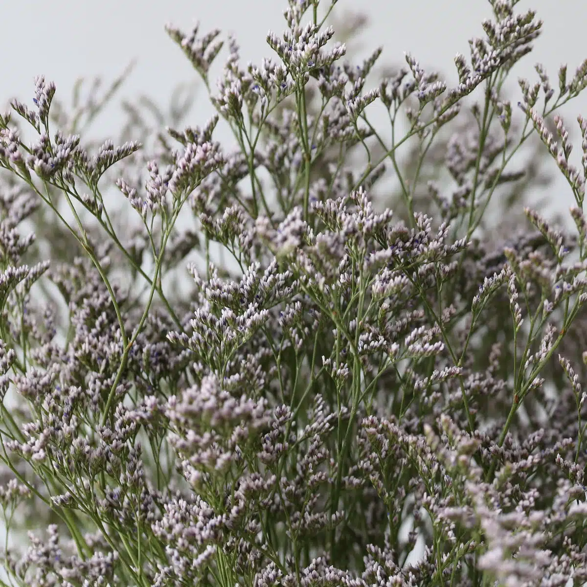 Comment choisir et conserver vos fleurs en vrac à Montréal en 2026 : fraîcheur au top, budget maîtrisé