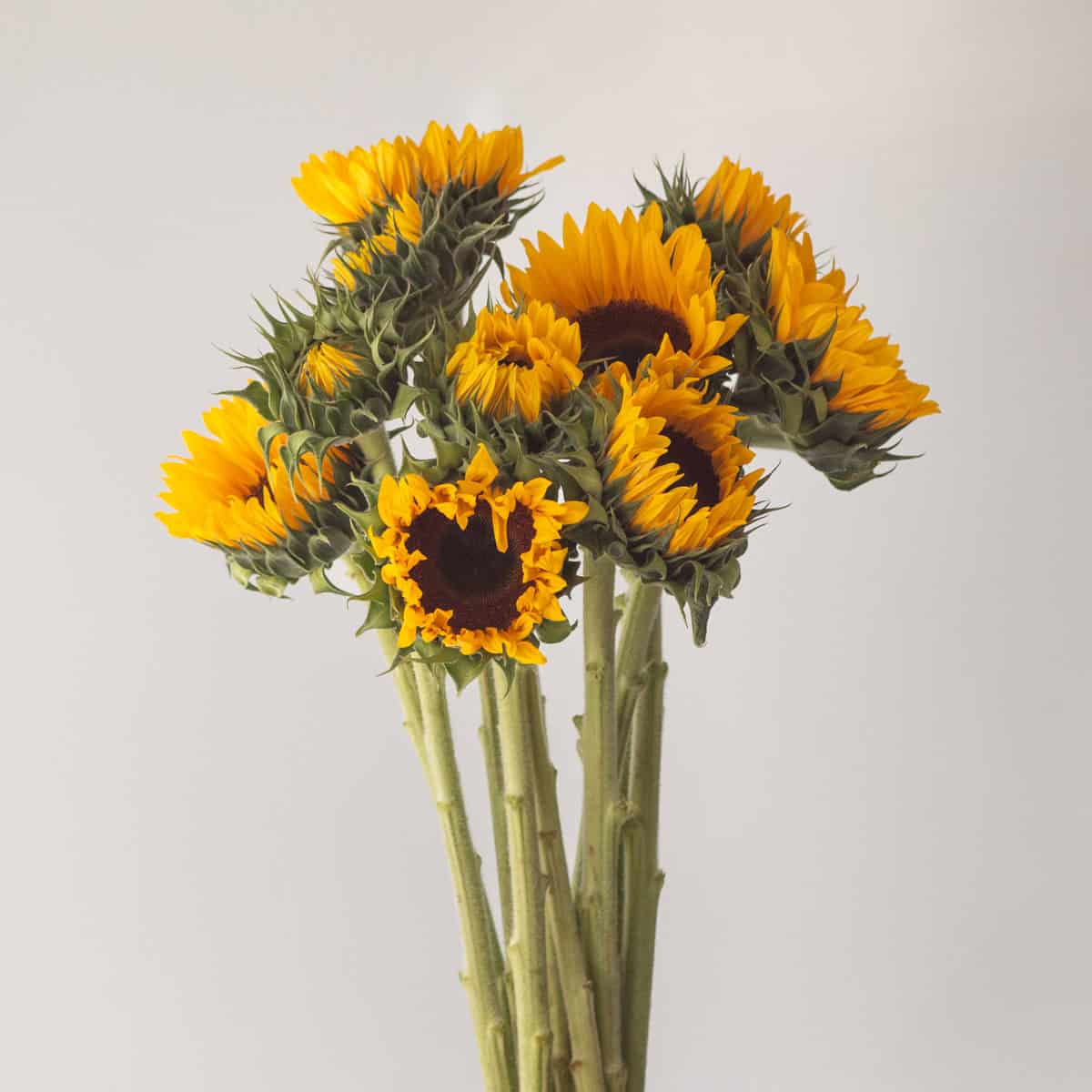 Local Canadian sunflowers bunch multiple stems yellow flowers bulk