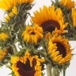 Local Sunflowers