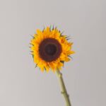 Local Sunflowers