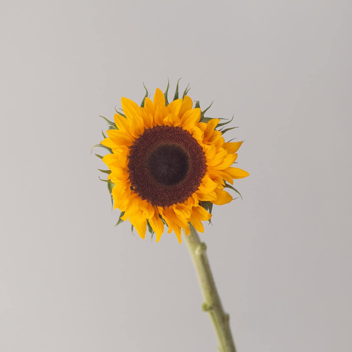 Local Canadian sunflower single stem front view yellow flower bulk