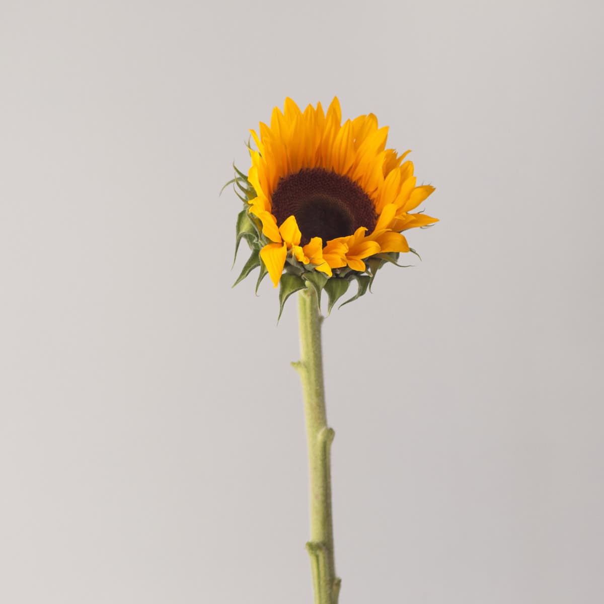 Local Sunflowers