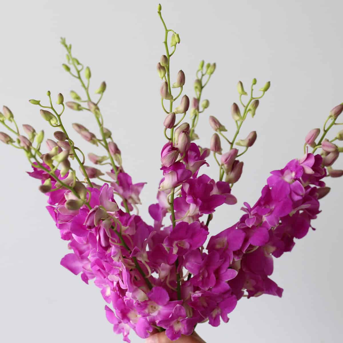 Bunch of pink dendrobium orchids with tropical blooms