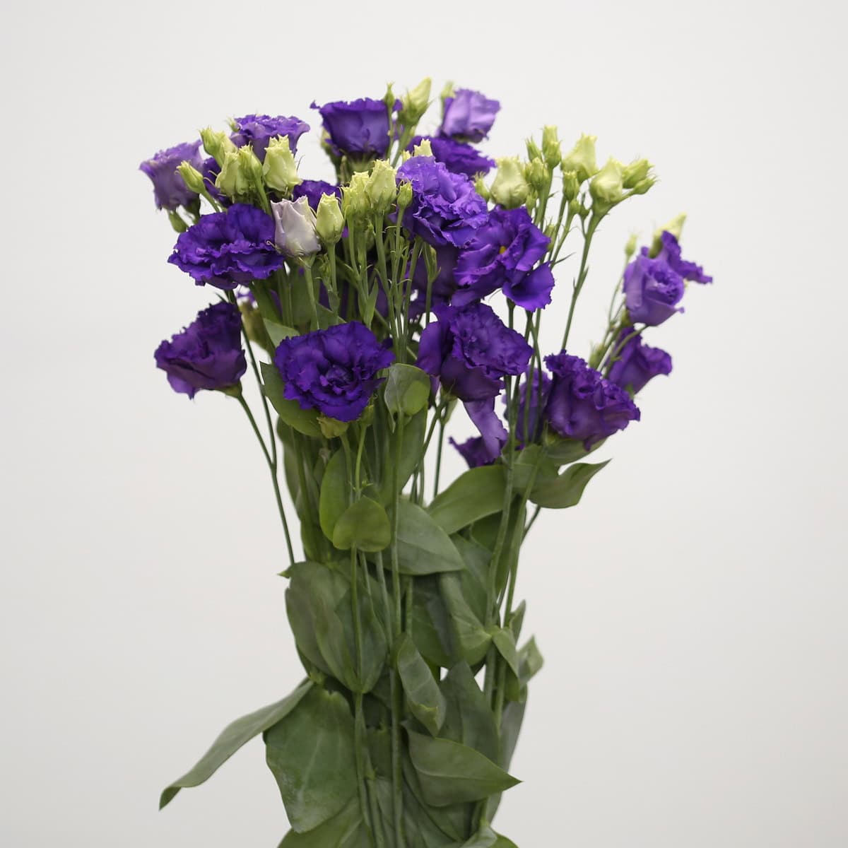 Bunch of purple lisianthus flowers with multiple blooms and buds