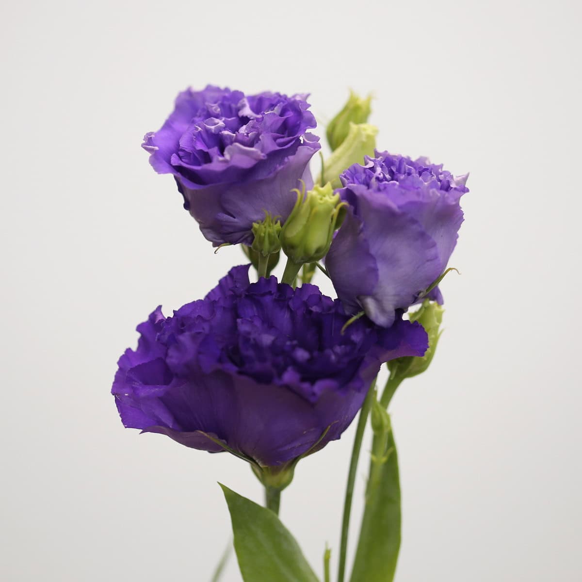 Lisianthus violet