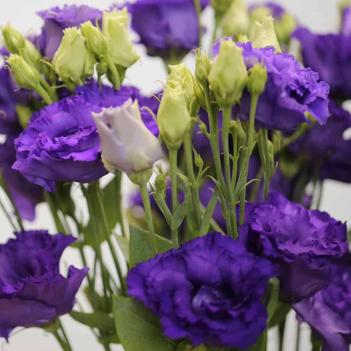 Lisianthus violet