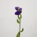 Lisianthus violet