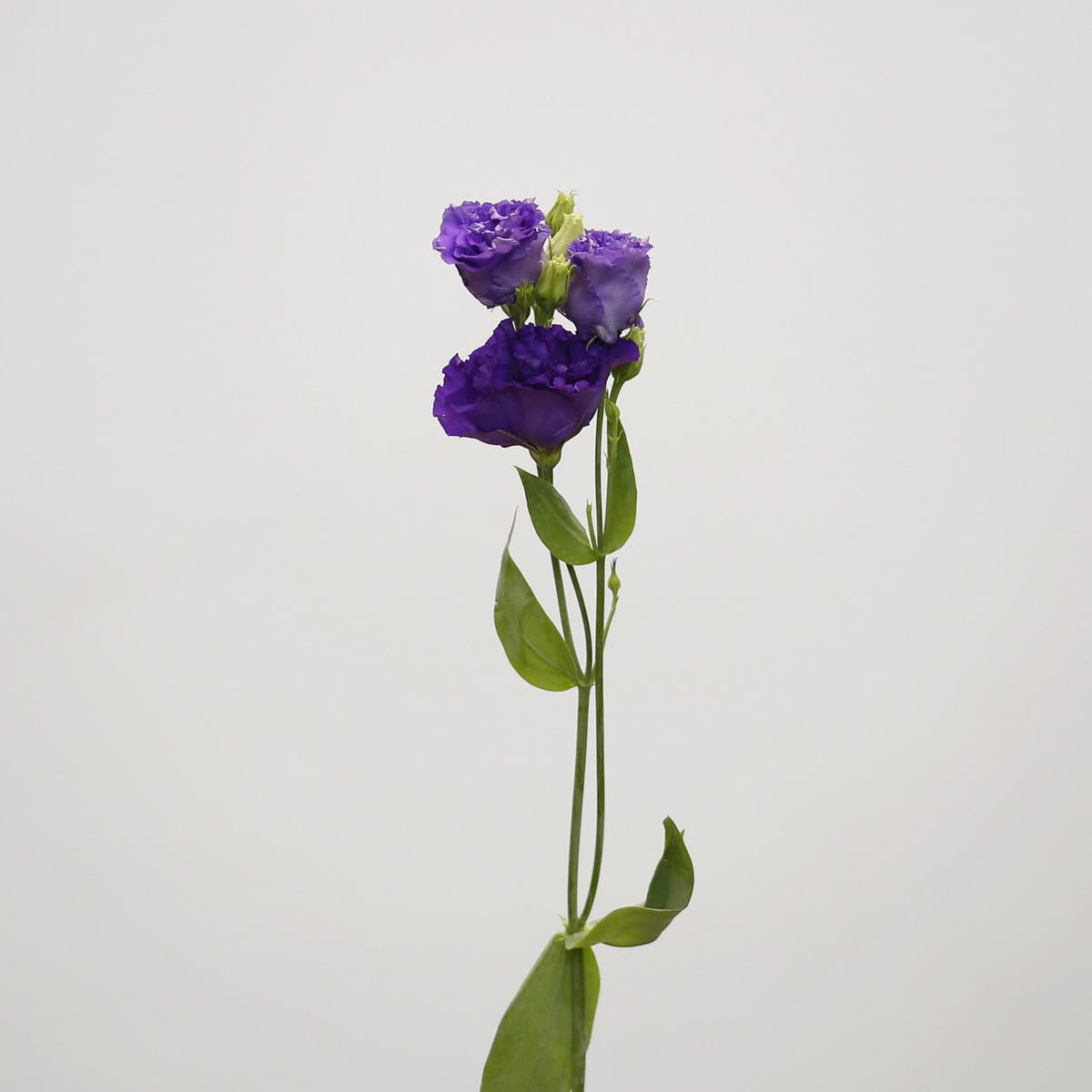 Single stem of purple lisianthus flower with ruffled violet bloom