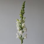 White Snapdragons