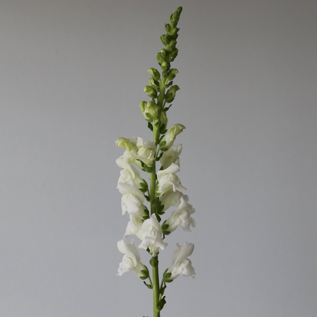 White Snapdragons