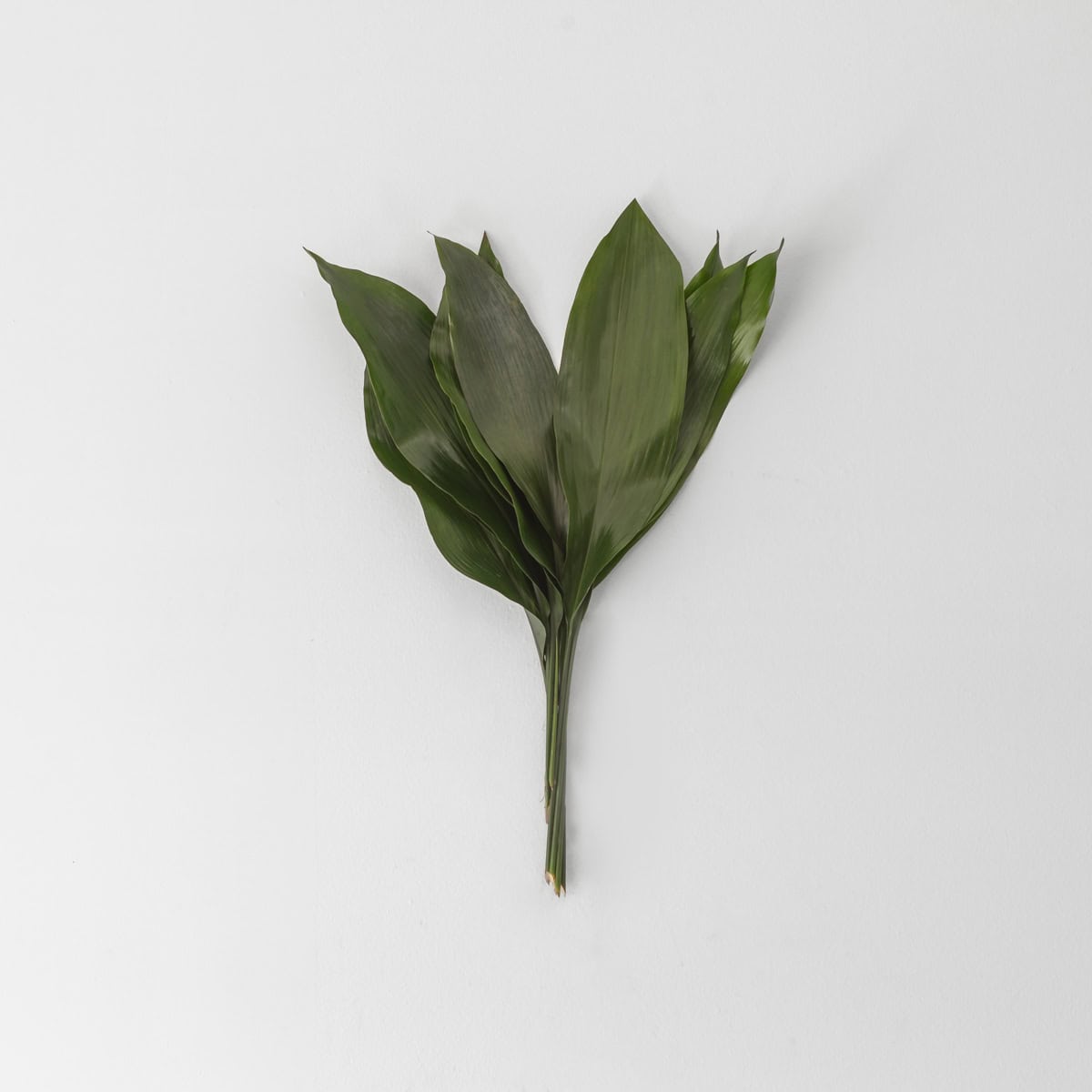 Bunch of aspidistra leaves arranged for floral design on a neutral background