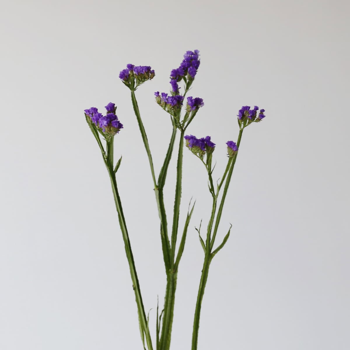 Statice Bleu