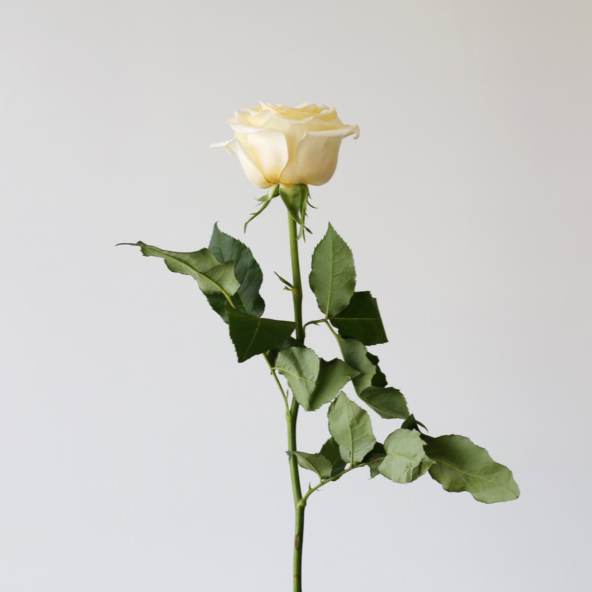 Candlelight Roses – 60 cm