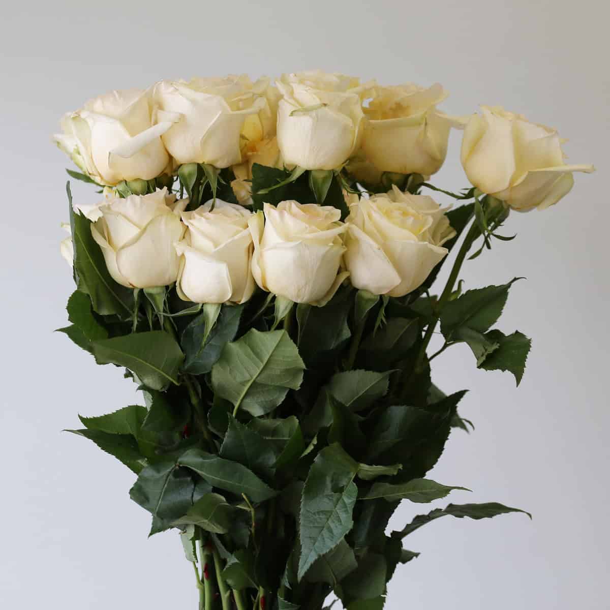 Bunch of Candlelight roses 60 cm stems with foliage