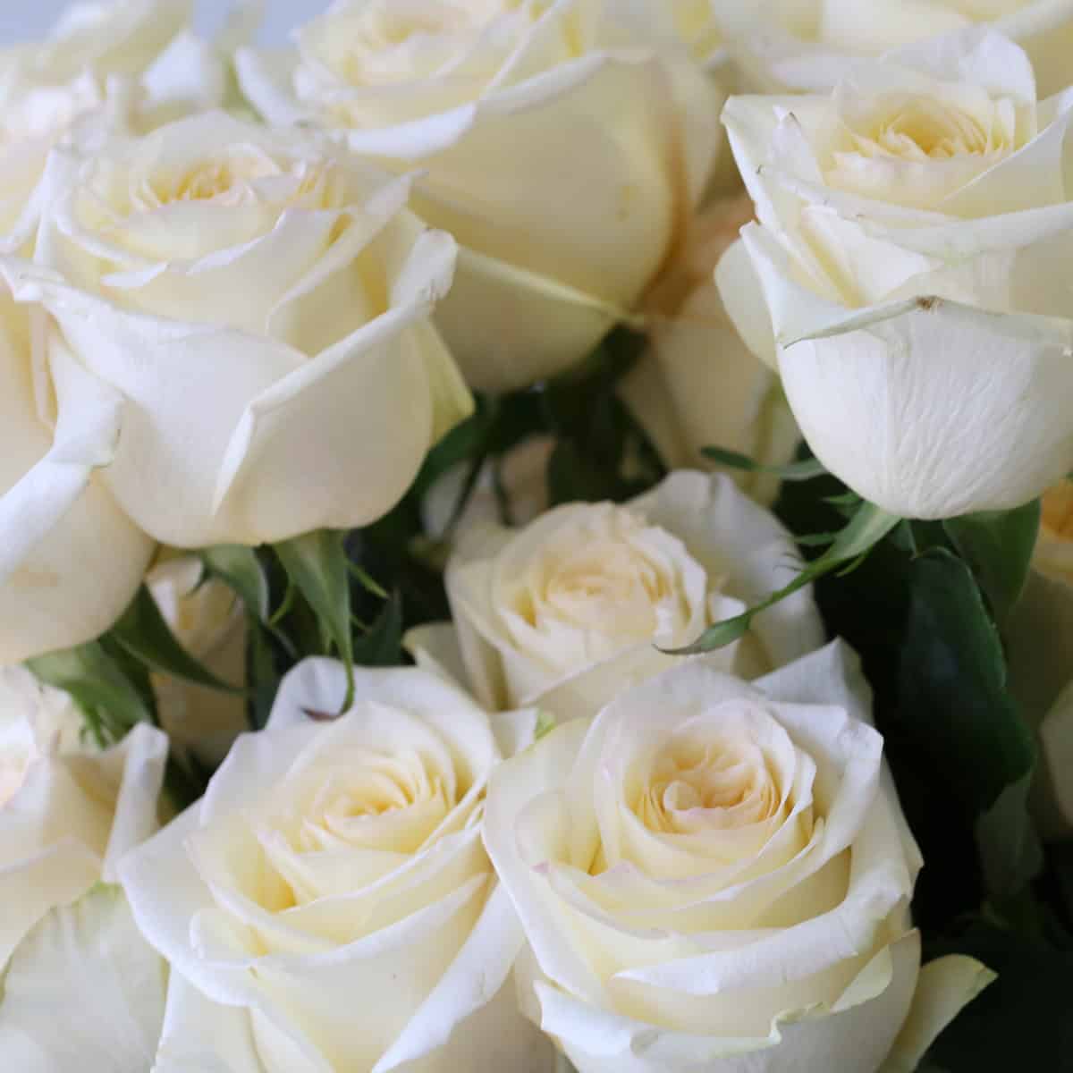 Wrapped bunch of Candlelight roses in protective paper