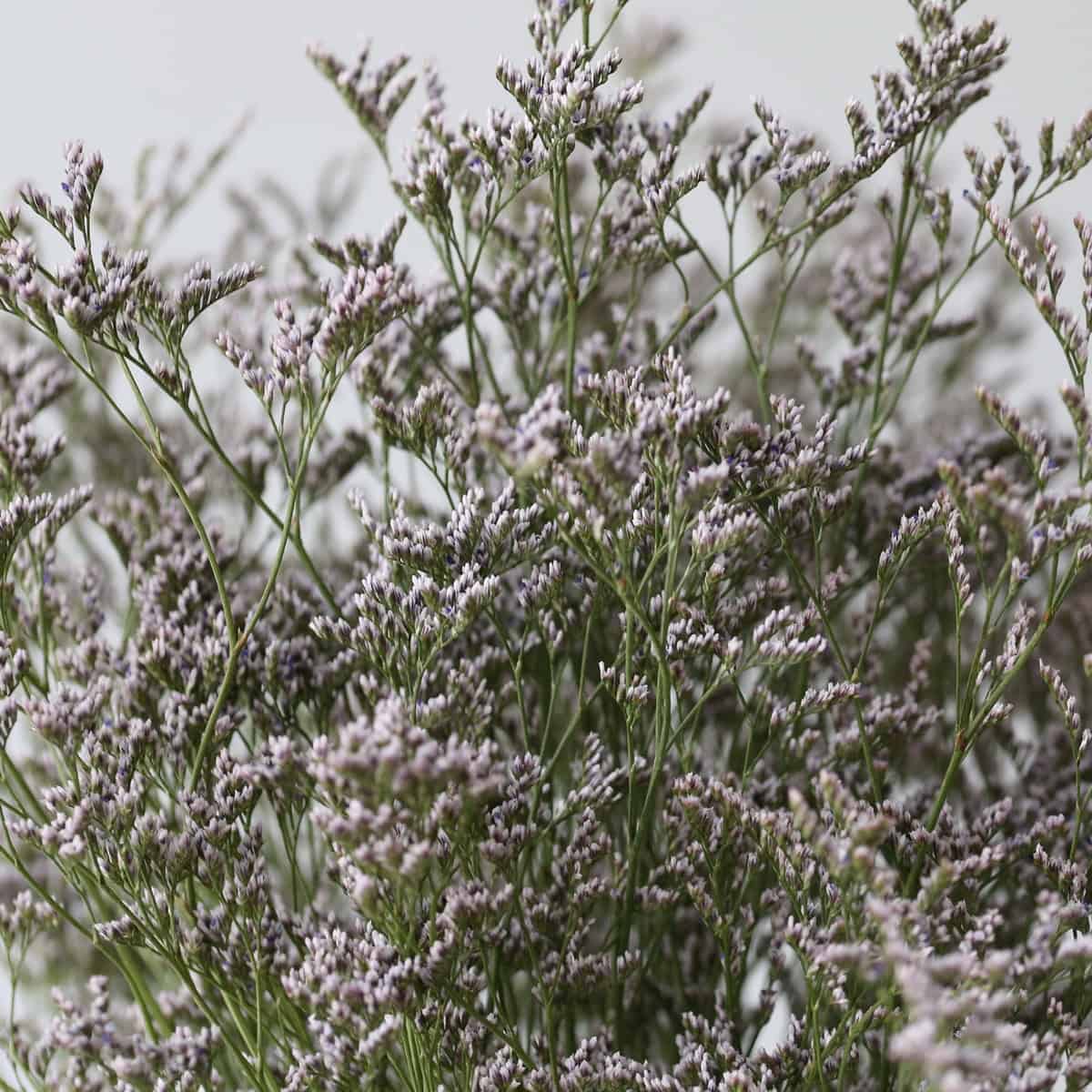 Caspia limonium misty blue fleurs en vrac gros plan petites fleurs bleues