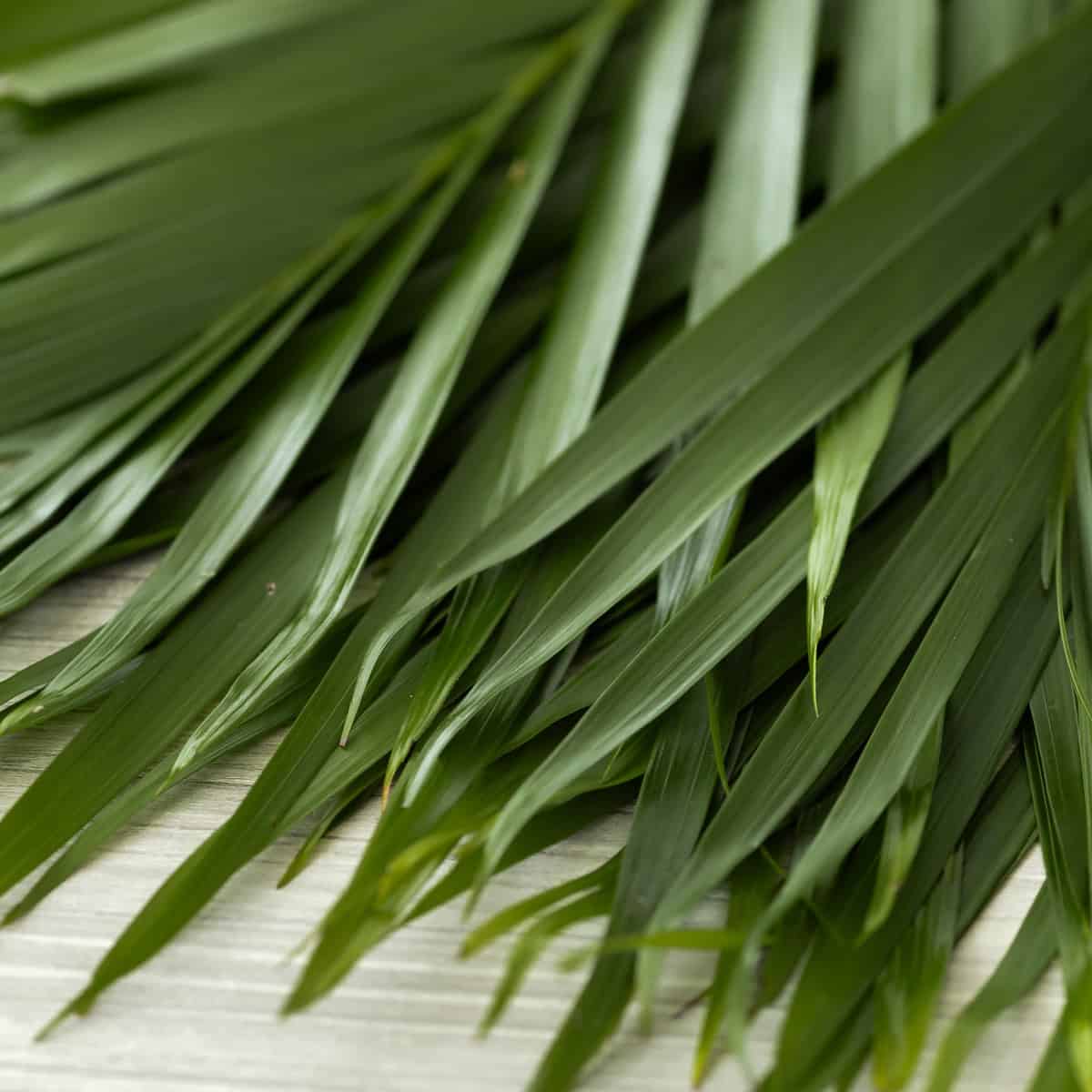 close up of cataractarum palm leaves with long green feathery fronds